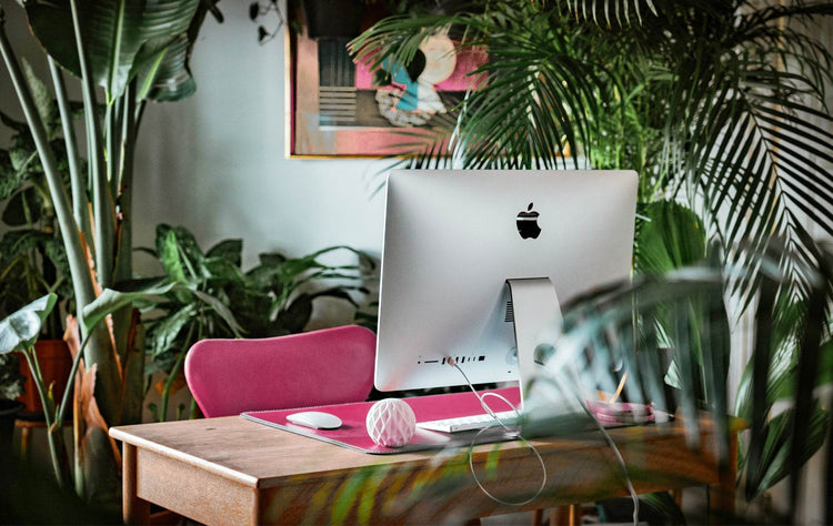 Office Plants - Evergreenery