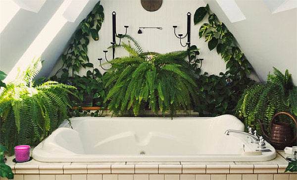 Smaller Plants - Evergreenery