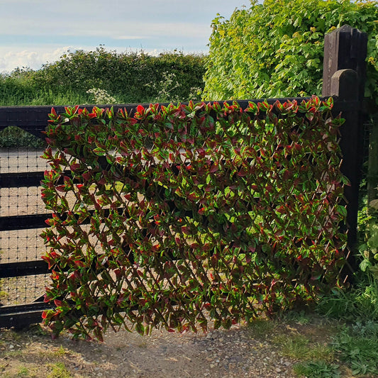 Premium Expanding Willow Trellis Artificial Photinia Red Robin - 1m x 2m - Evergreenery