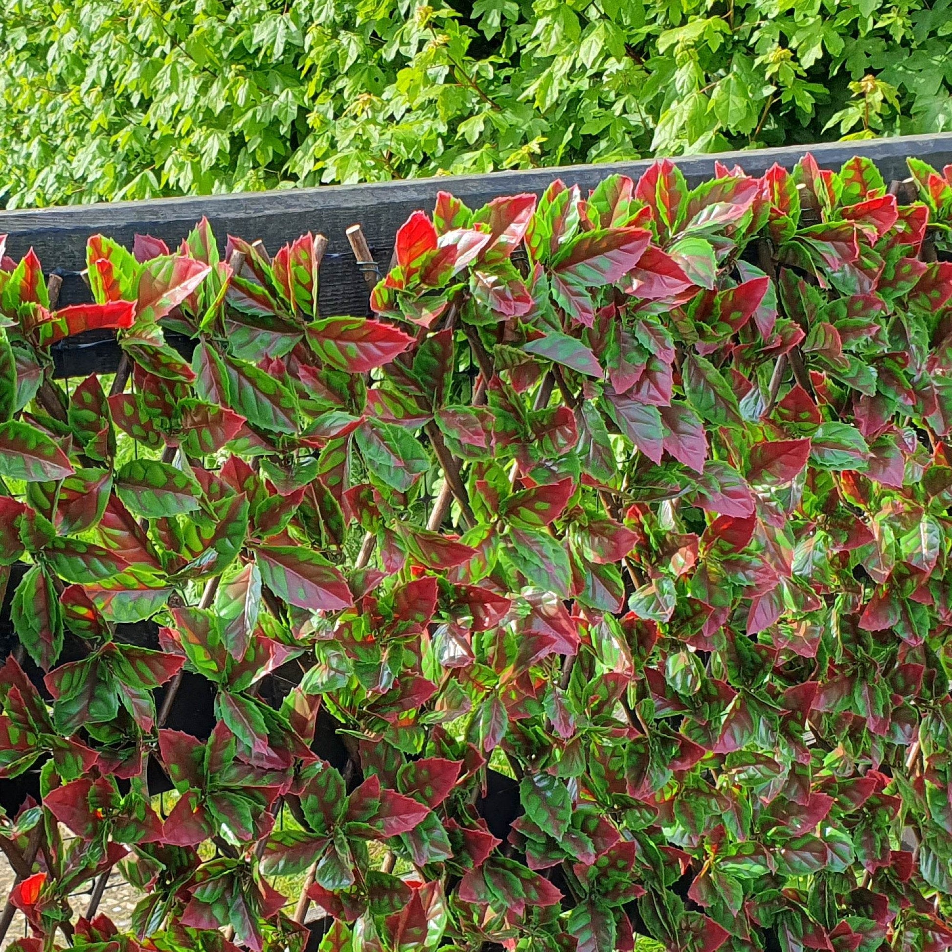 Premium Expanding Willow Trellis Artificial Photinia Red Robin - 1m x 2m - Evergreenery