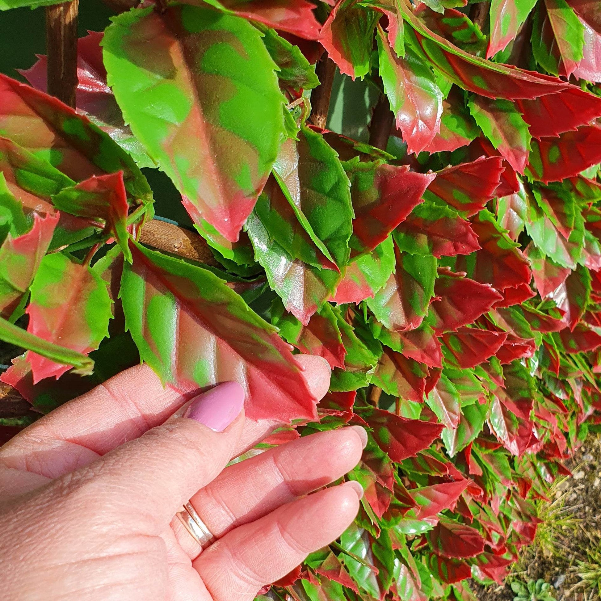 Premium Expanding Willow Trellis Artificial Photinia Red Robin - 1m x 2m - Evergreenery