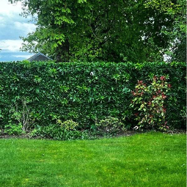 Premium Artificial Living Green Wall Panel 1m x 1m - Forest Fern - Evergreenery