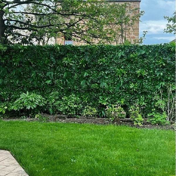 Premium Artificial Living Green Wall Panel 1m x 1m - Forest Fern - Evergreenery
