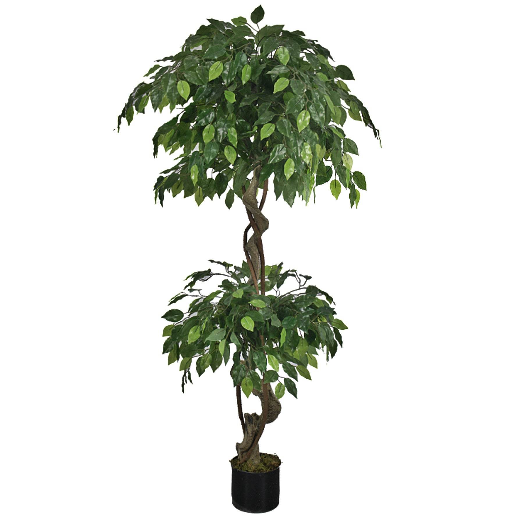 Artificial Twisted Ficus Tree 150cm - Evergreenery
