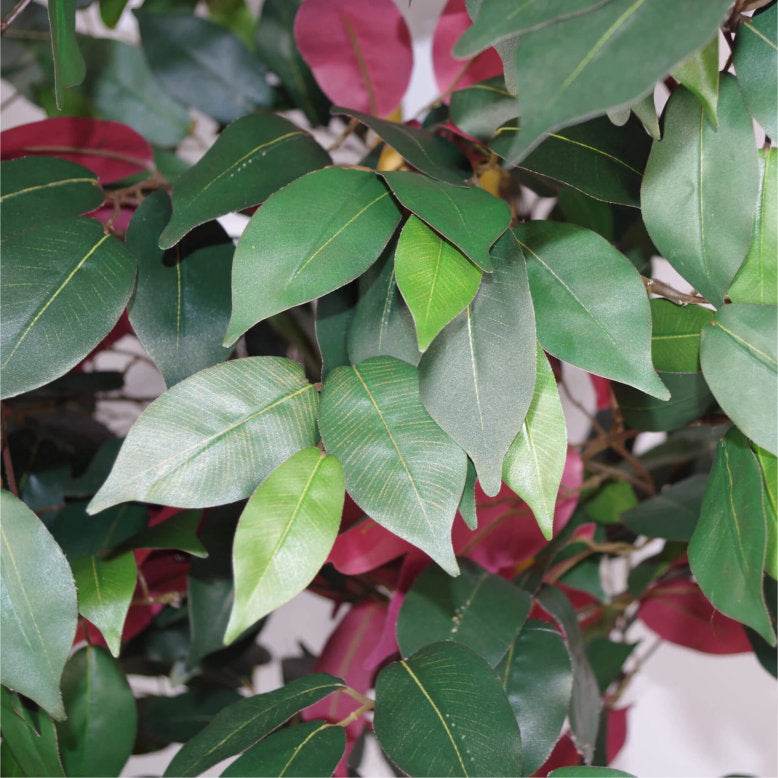Artificial Capensia Ficus Tree – Extra Large 120cm - Evergreenery