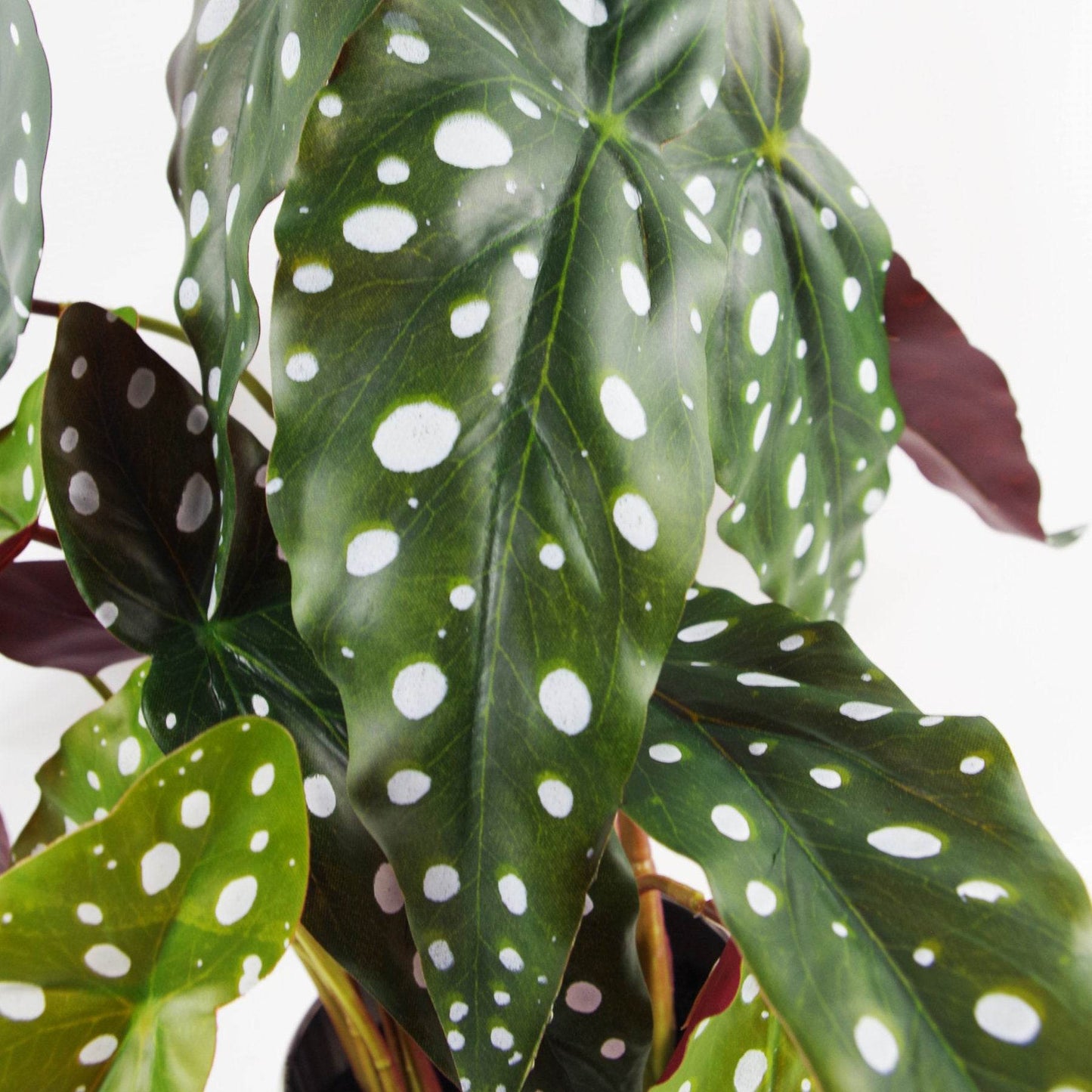 Artificial Begonia Maculata Plant 40cm - Evergreenery