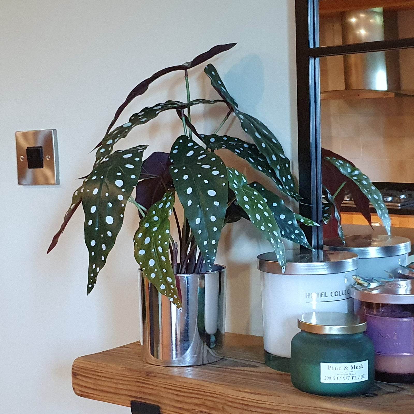 Artificial Begonia Maculata Plant 40cm - Evergreenery