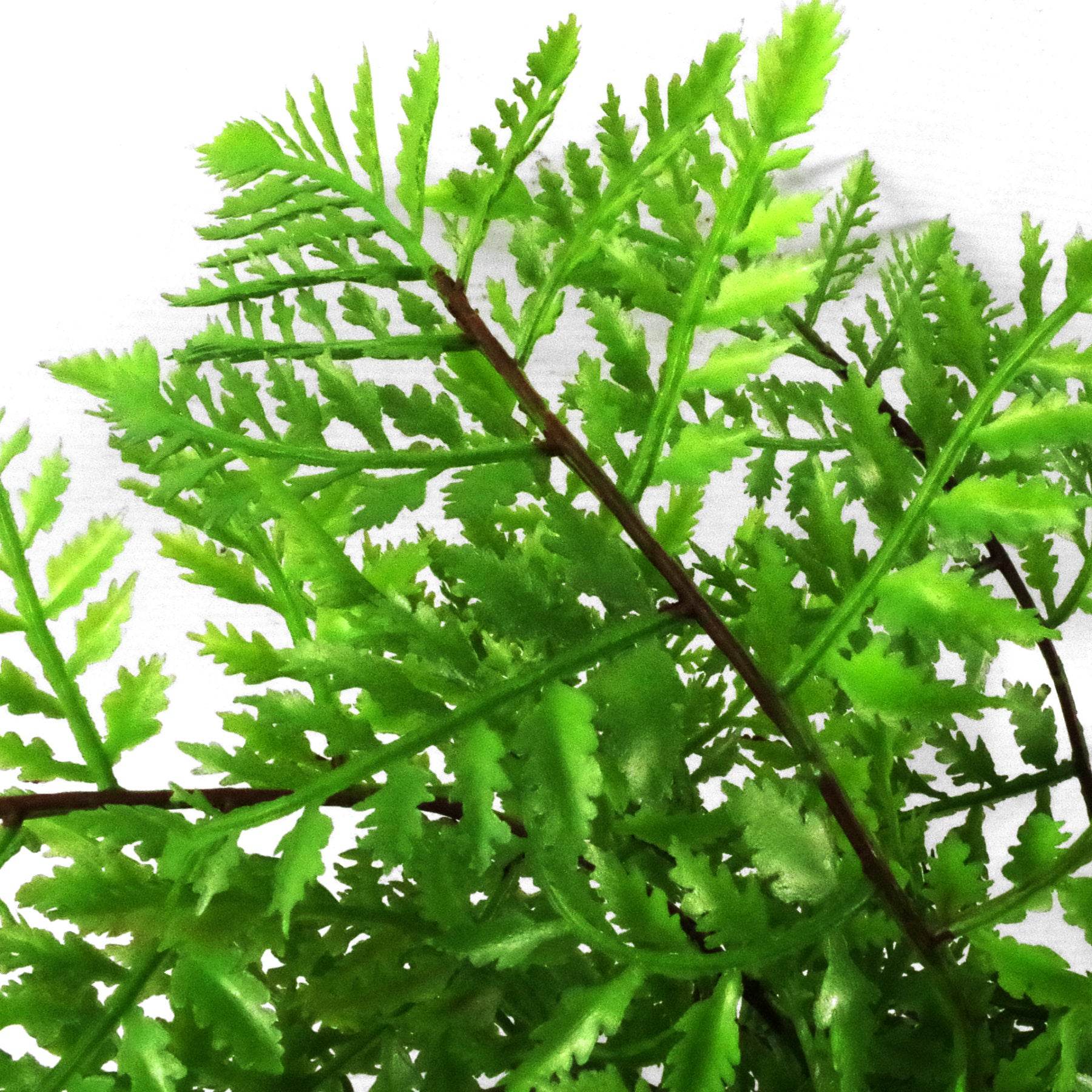 Artificial Southern Wood Fern Potted Plant 30cm - Evergreenery