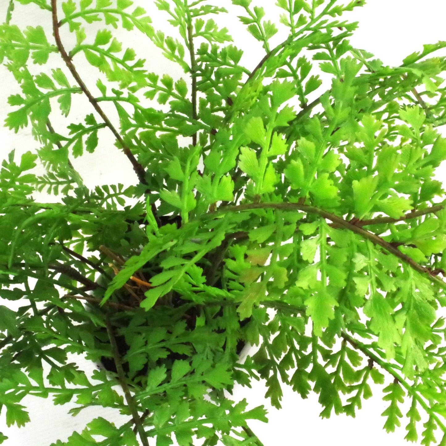 Artificial Royal Fern Potted Plant 30cm - Evergreenery