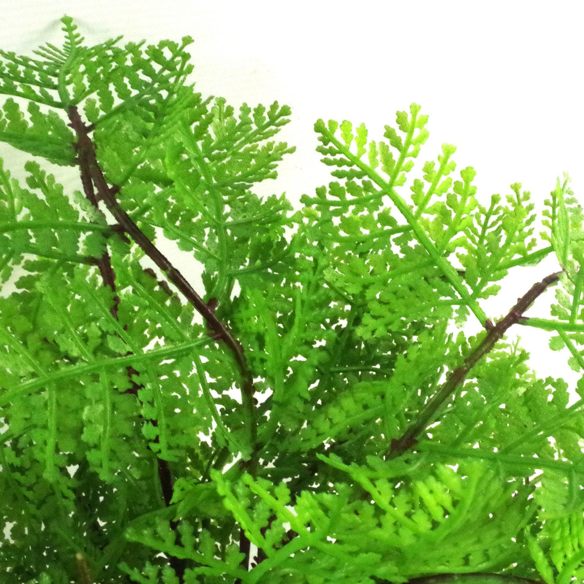Artificial Lady Fern Potted Plant 30cm - Evergreenery