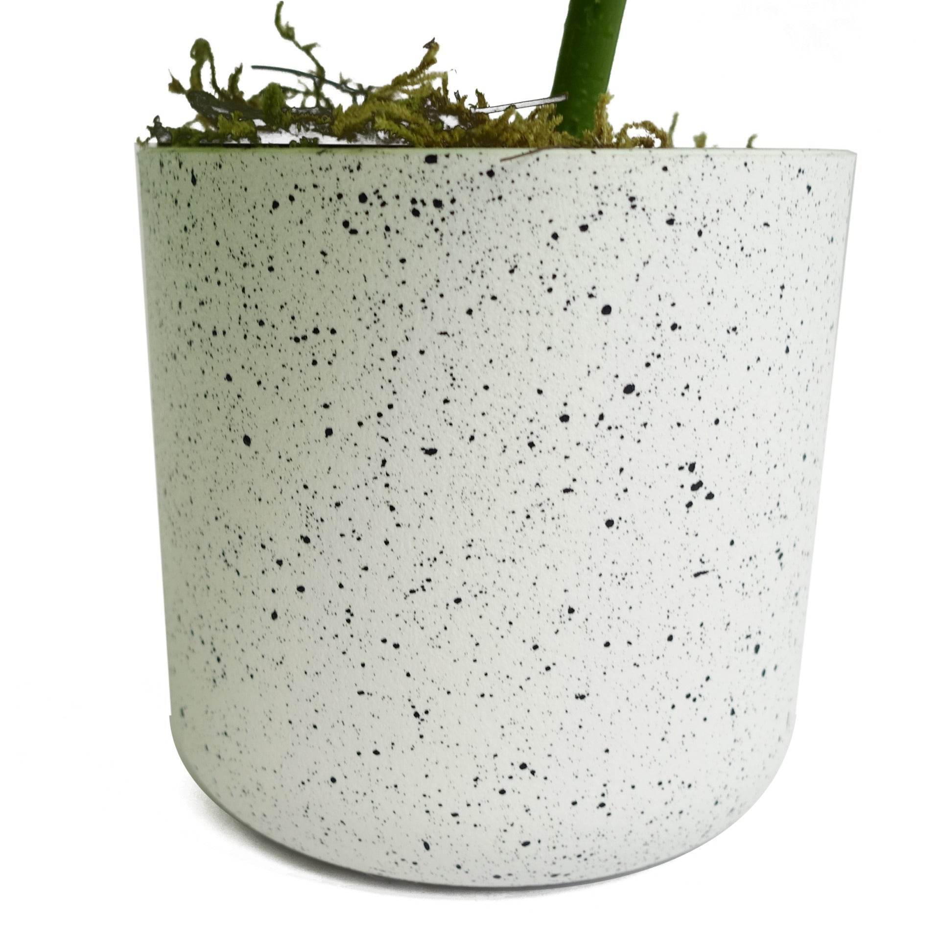 Artificial Potted Monstera Trailing Plant 30cm - Evergreenery