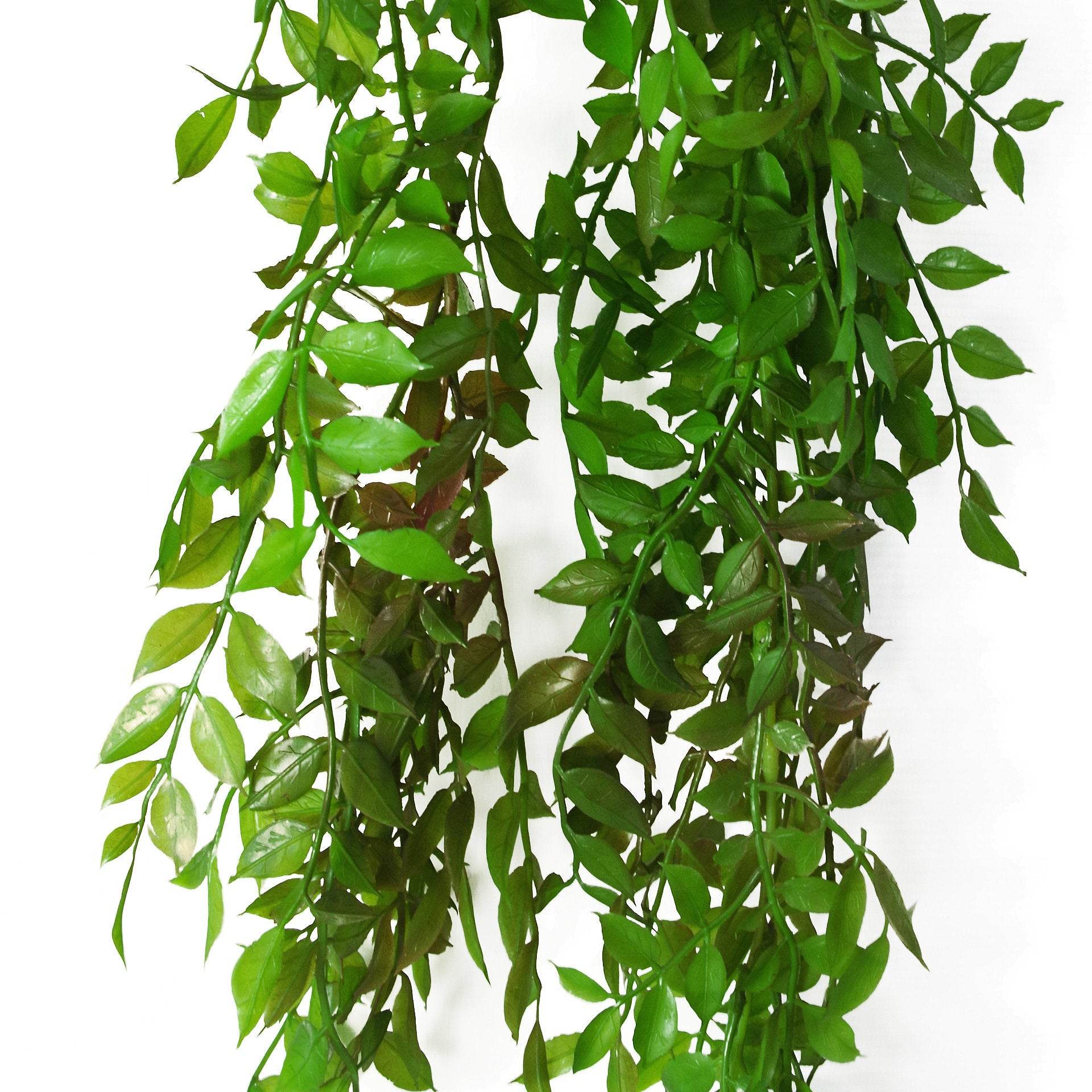 Artificial Hanging String of Pearls Fern Plant 100cm - Evergreenery
