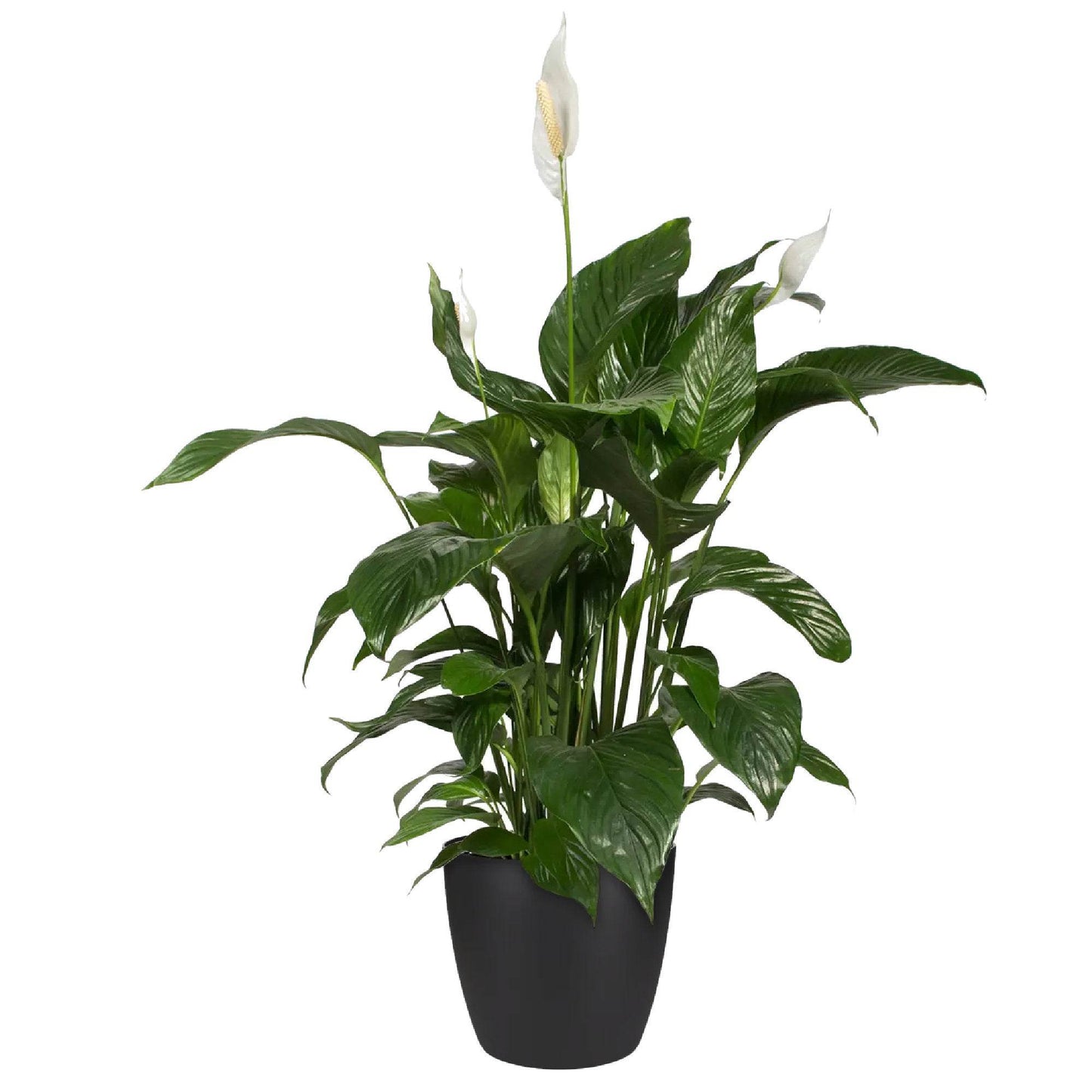 Matt Black Round Plant Pot 16cm - Evergreenery