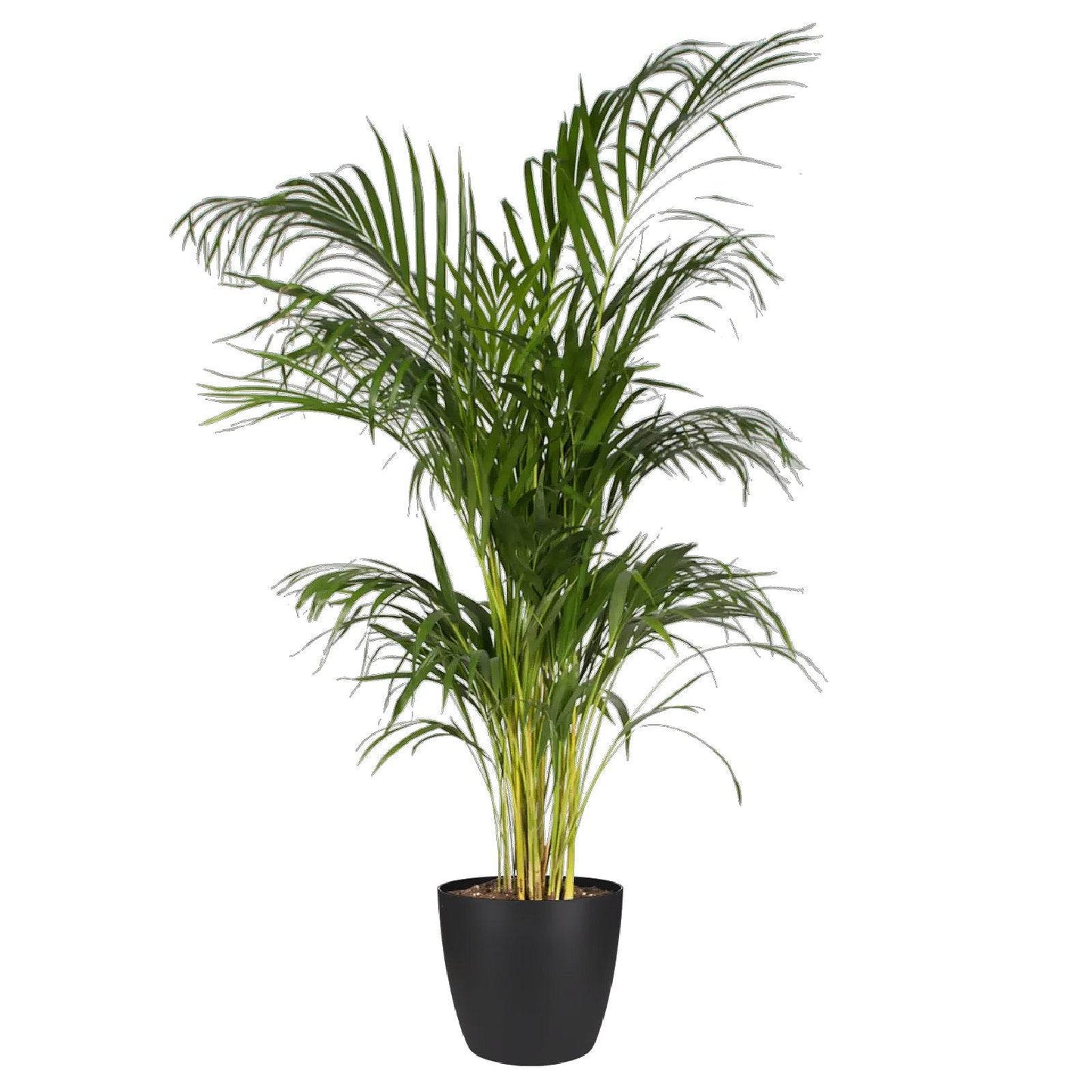 Matt Black Round Plant Pot 18cm - Evergreenery