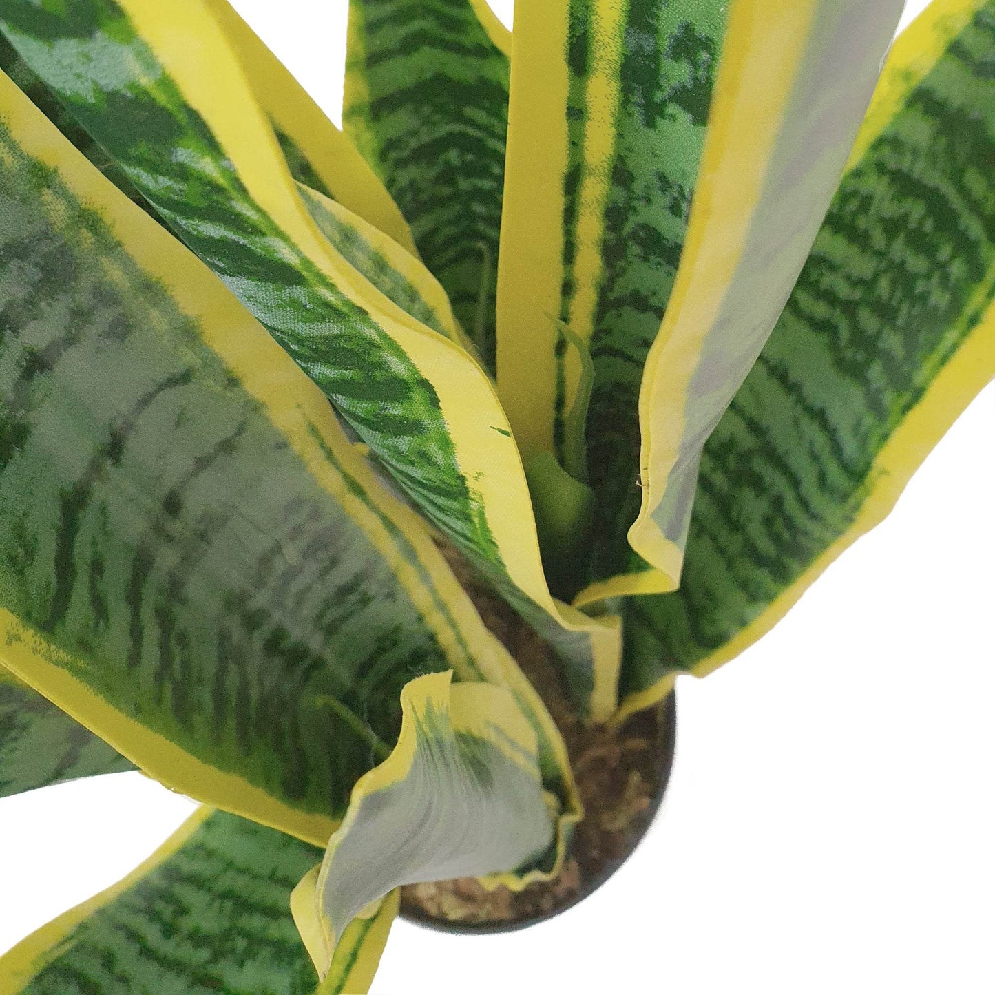Artificial Dracaena Trifasciata Snake Plant 65cm - Evergreenery