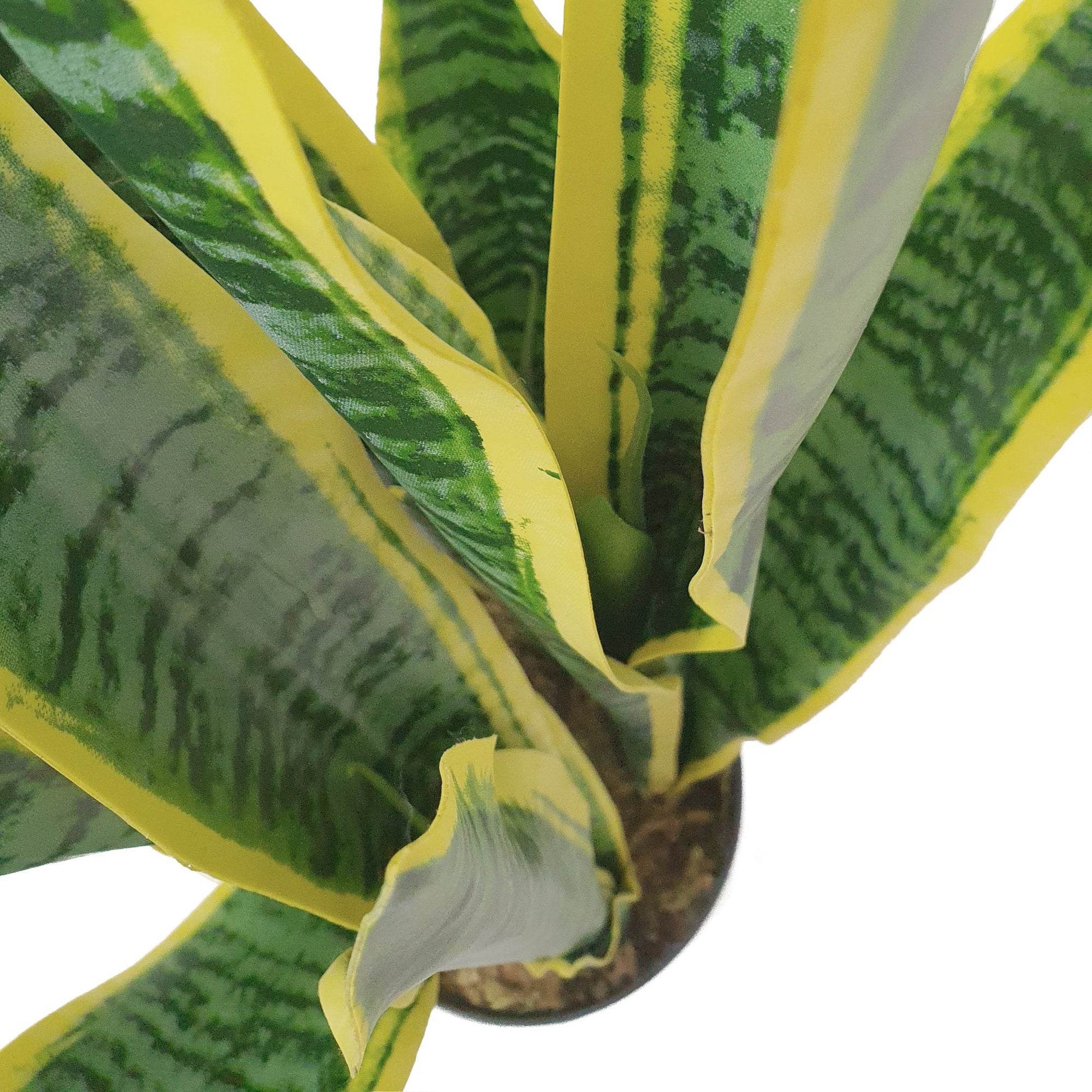 Artificial Dracaena Trifasciata Snake Plant 65cm - Evergreenery