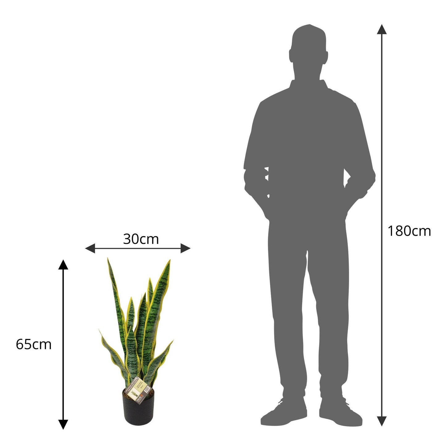Artificial Dracaena Trifasciata Snake Plant 65cm - Evergreenery