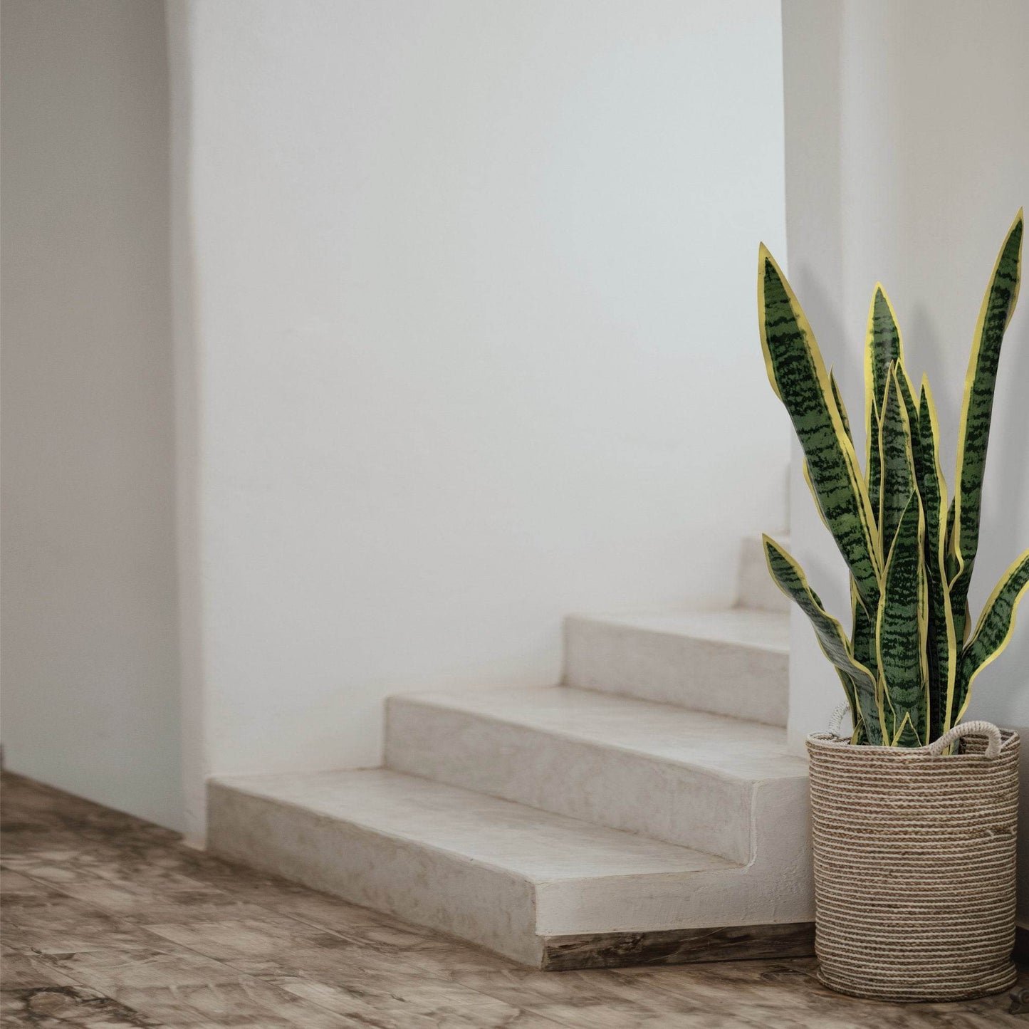 Artificial Dracaena Trifasciata Snake Plant 65cm - Evergreenery