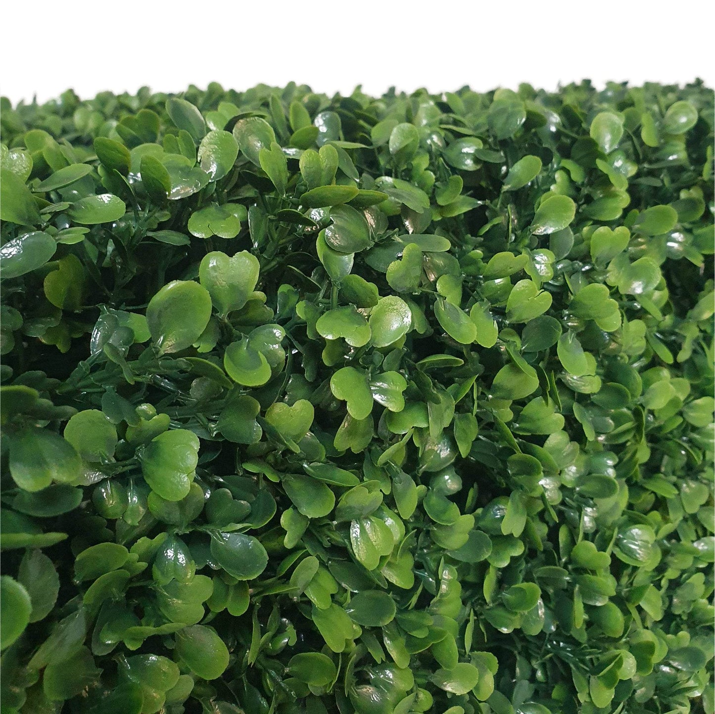 Premium Freestanding Artificial Boxwood Hedge - 56cm x 158cm - Evergreenery