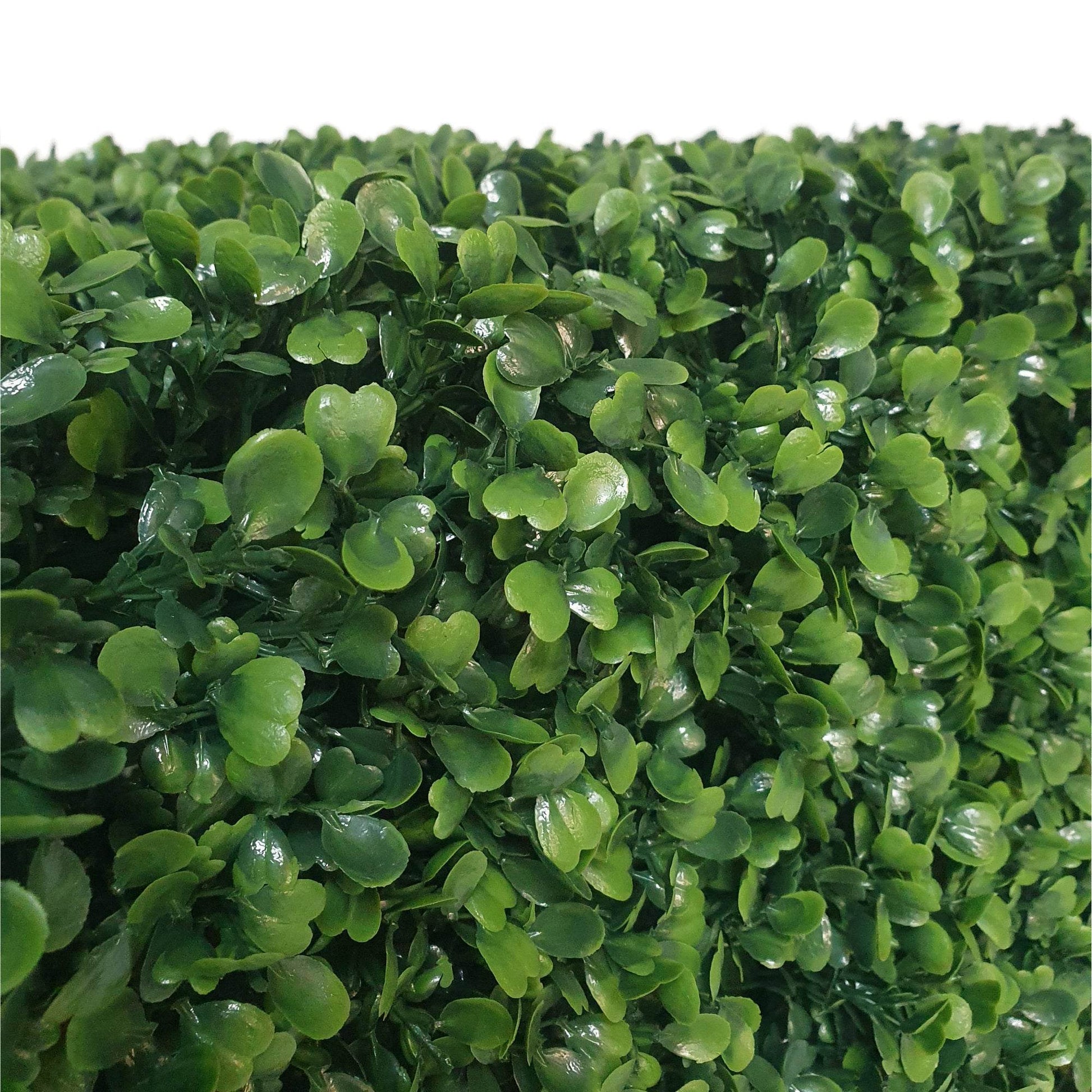 Premium Freestanding Artificial Boxwood Hedge - 56cm x 158cm - Evergreenery