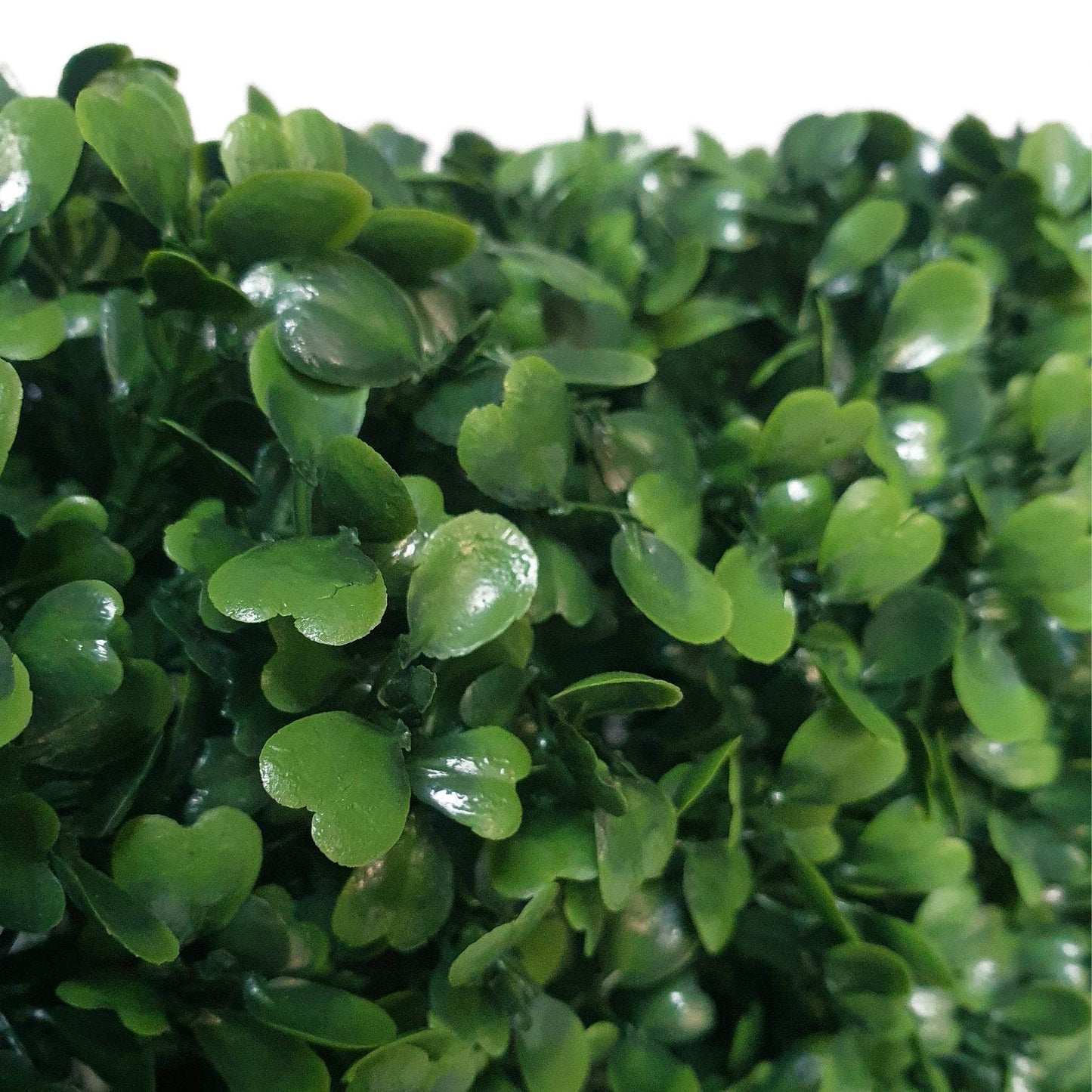 Premium Freestanding Artificial Boxwood Hedge - 56cm x 158cm - Evergreenery