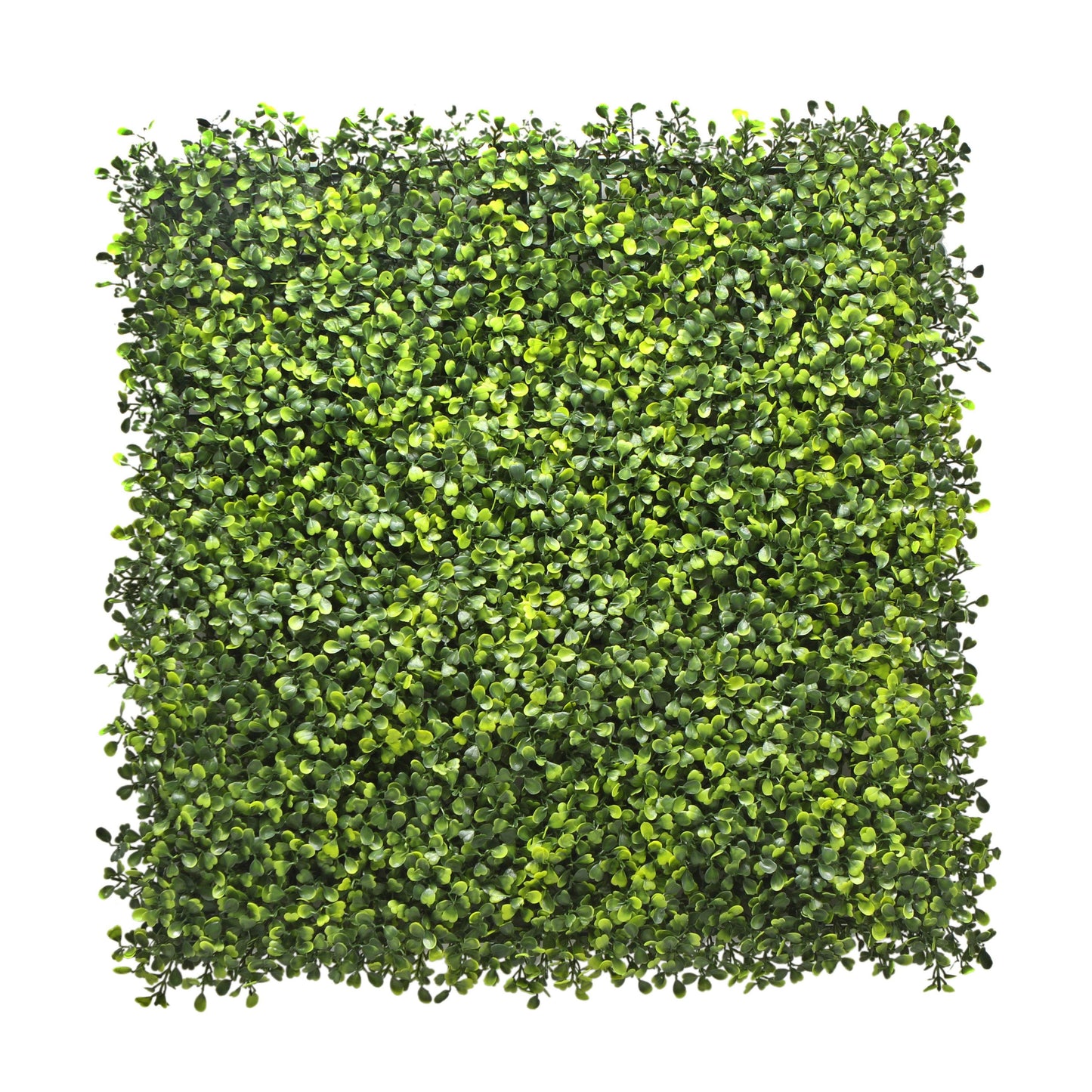 Boxwood Artificial Living Wall Hedge Mat Light Green 50cm x 50cm - Evergreenery