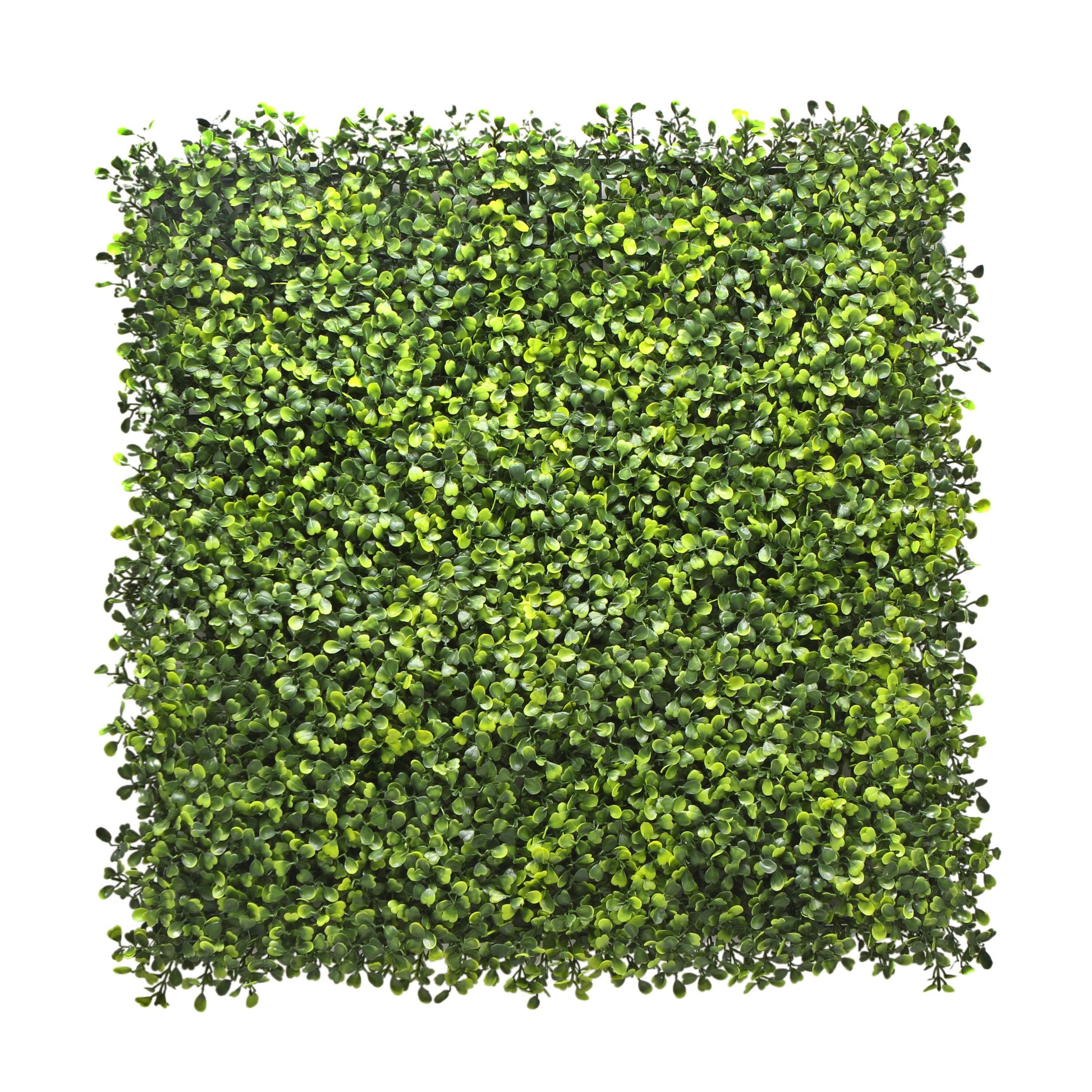 Boxwood Artificial Living Wall Hedge Mat Light Green 50cm x 50cm - Evergreenery