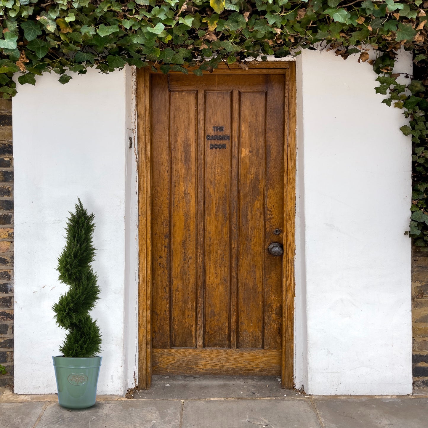 Cypress Spiral Topiary Tree by Door