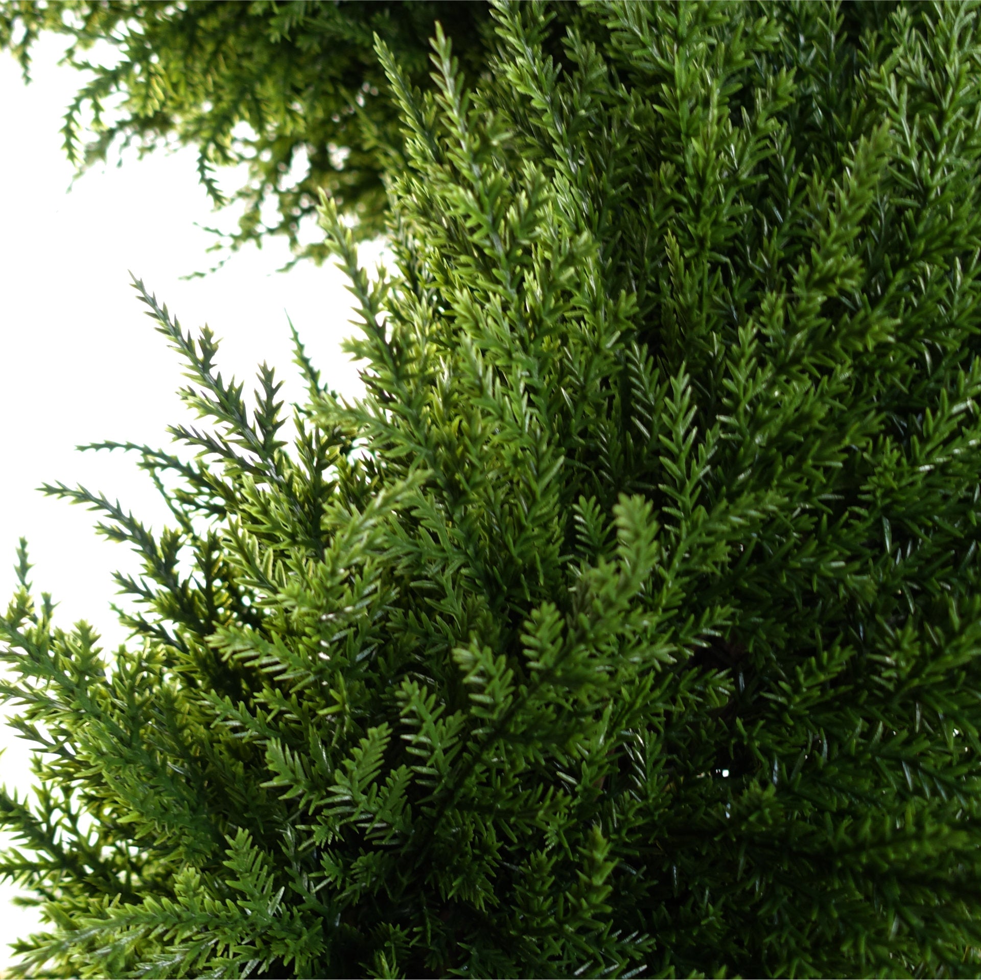 Pair of Artificial Cypress Spiral Topiary Realistic Foliage