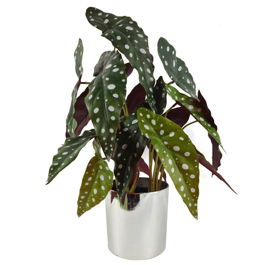 Artificial Begonia Maculata Plant 40cm - Evergreenery
