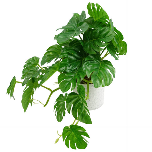 Artificial Potted Monstera Trailing Plant 30cm - Evergreenery