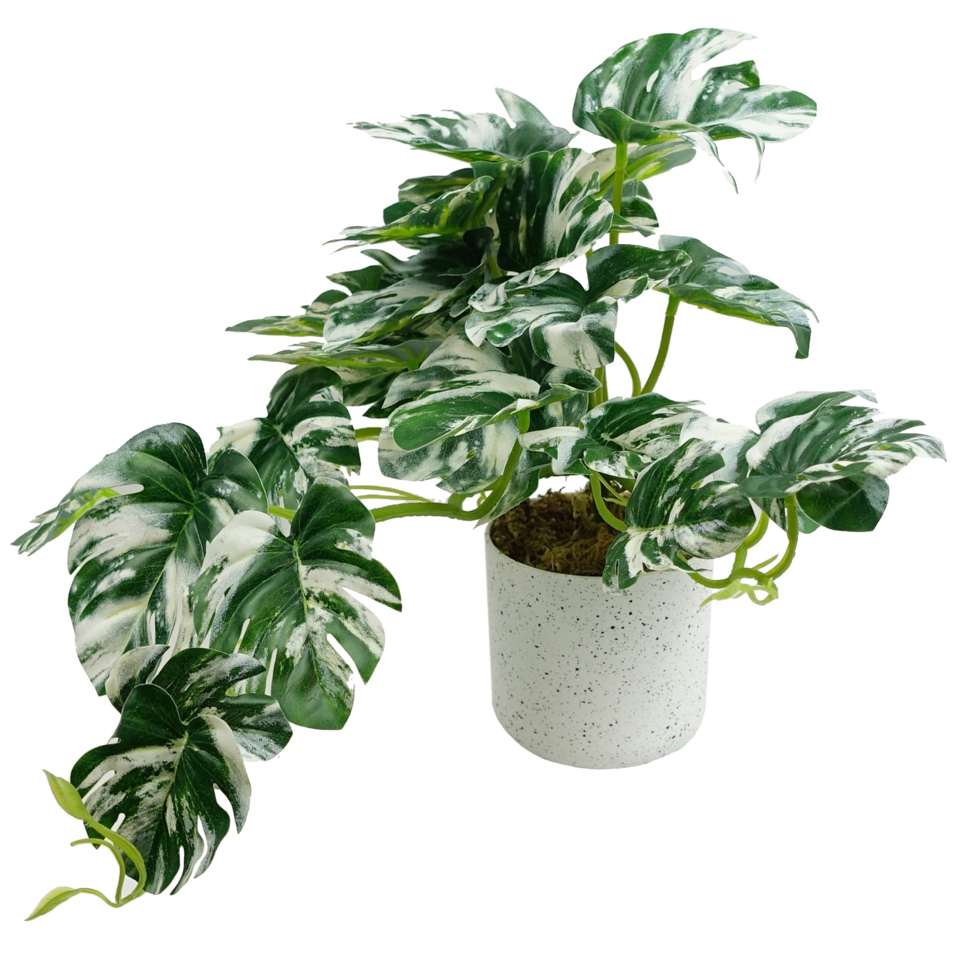 Artificial Potted Variegated Monstera Trailing Plant 30cm