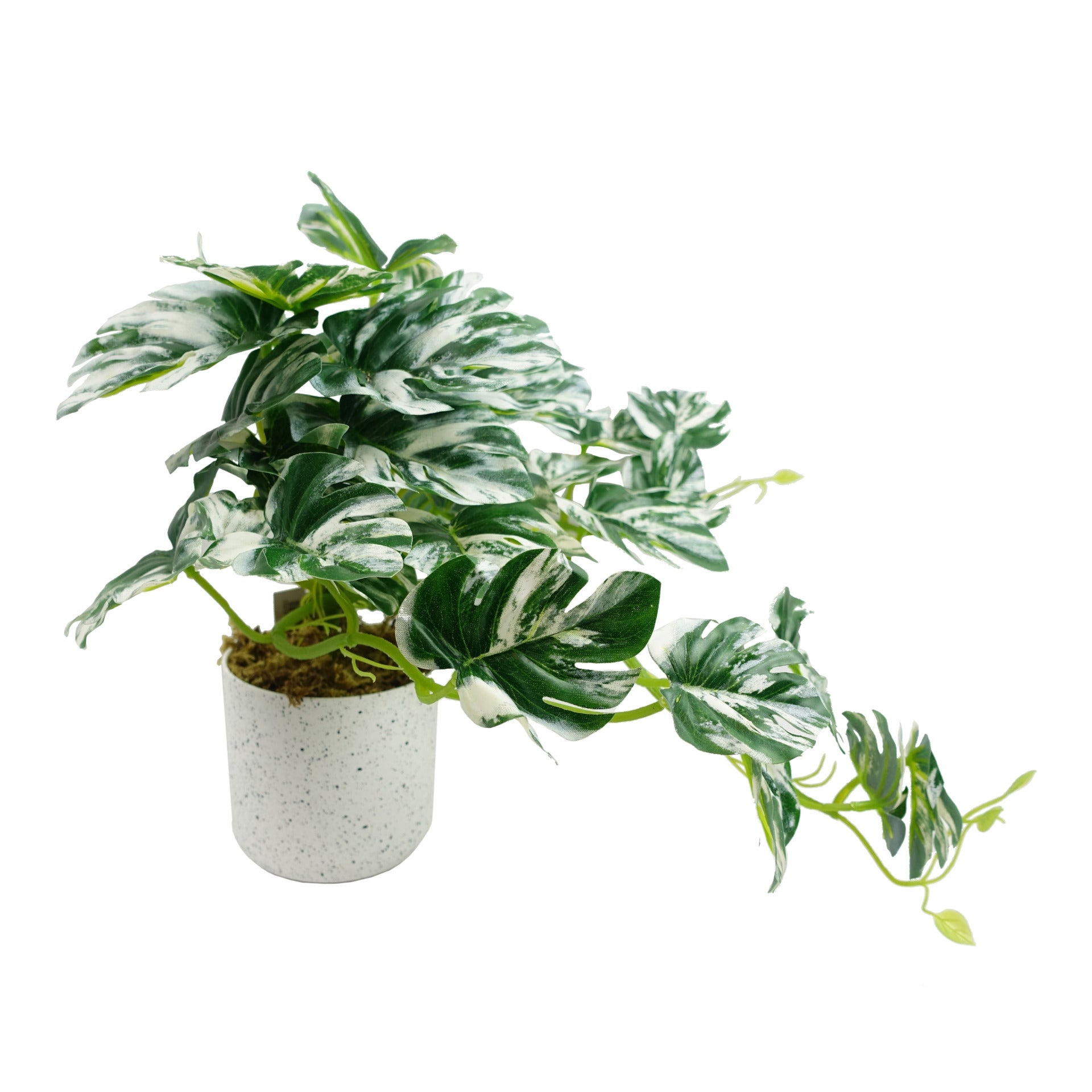 Artificial Potted Variegated Monstera Trailing Plant 30cm