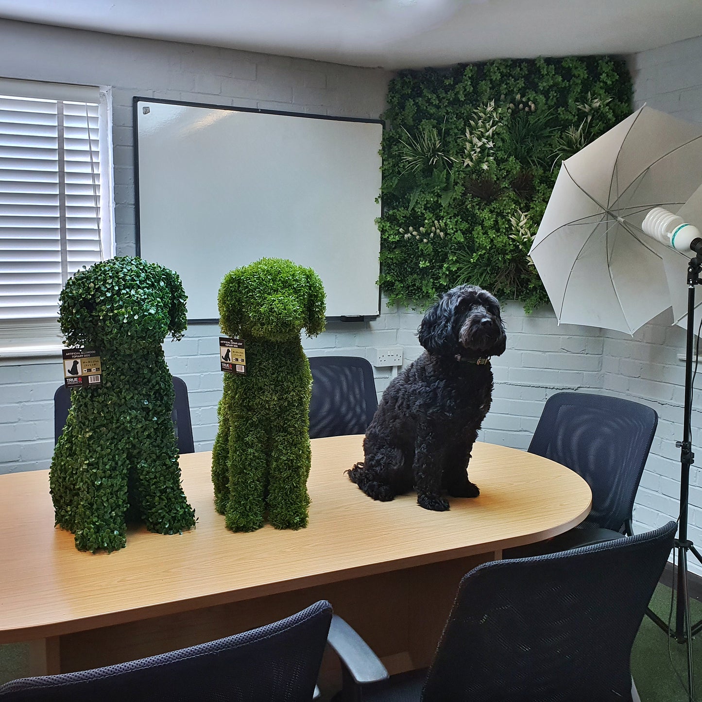 Company dog Bonnie gets in on the photoshoot