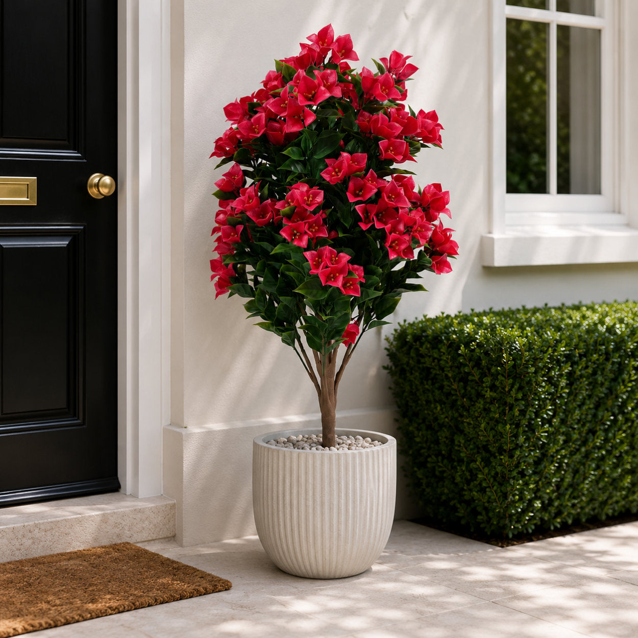 Bougainvillea Tree Fuchsia UV Protected - 90cm