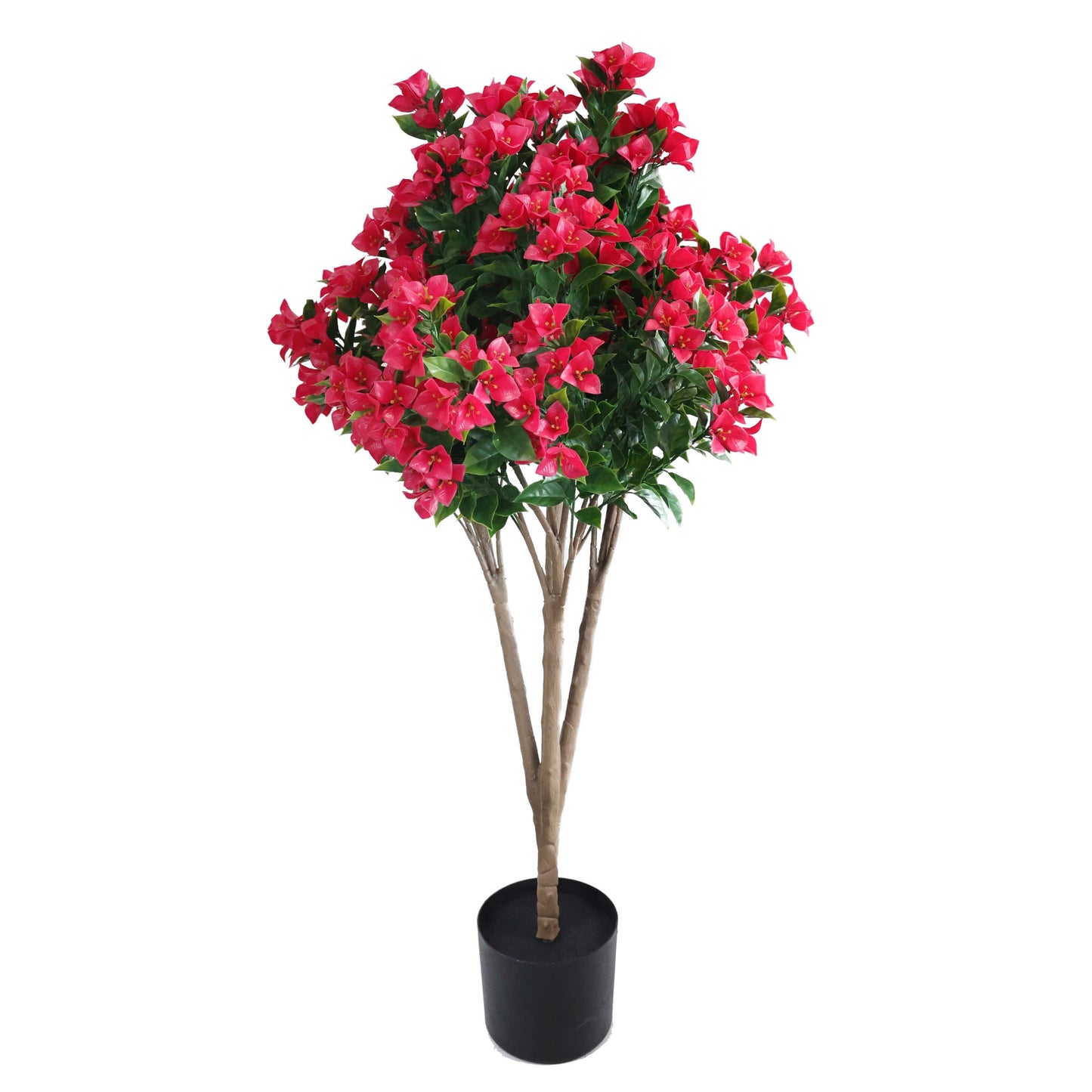 Bougainvillea Tree Fuchsia UV Protected - 120cm