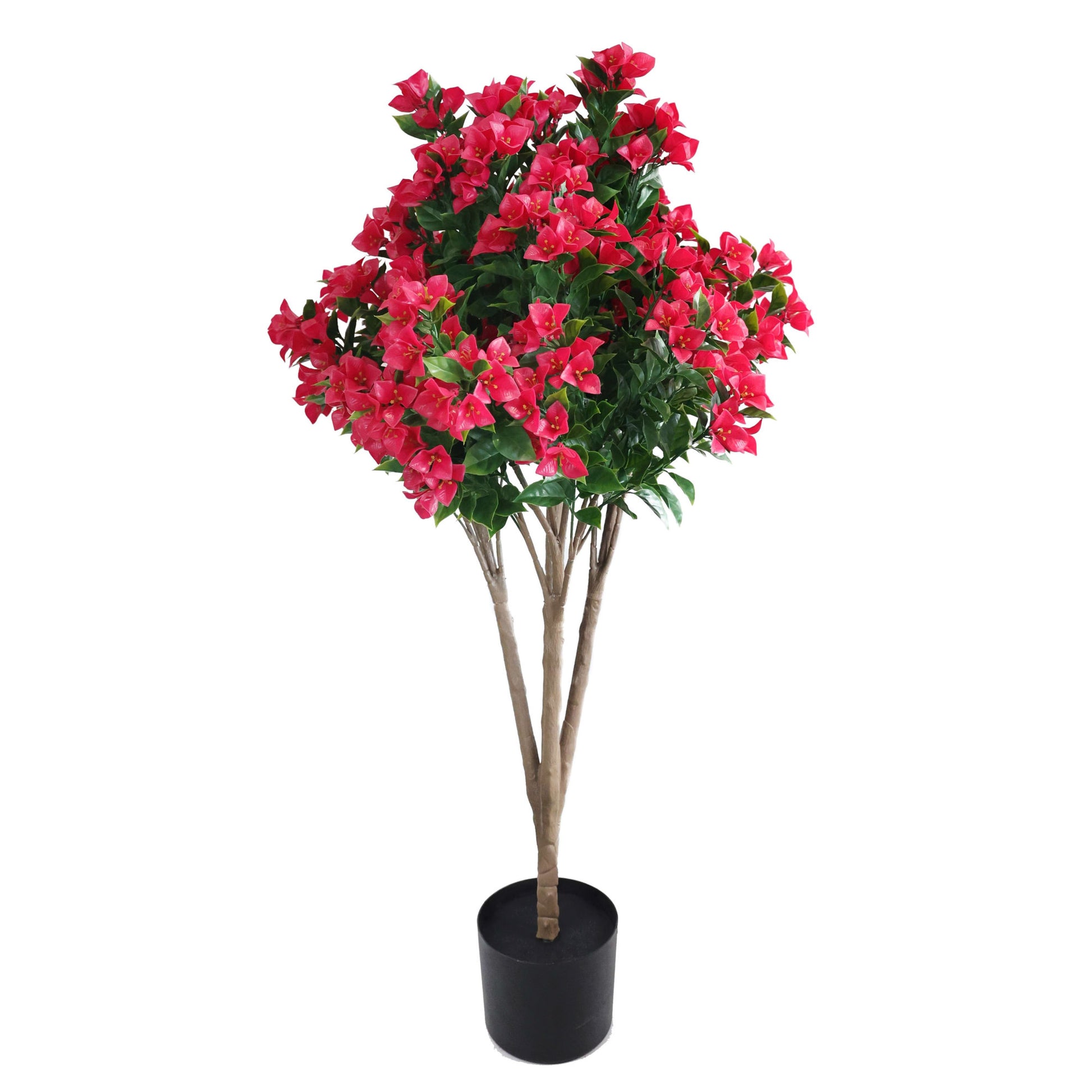 Bougainvillea Tree Fuchsia UV Protected - 120cm