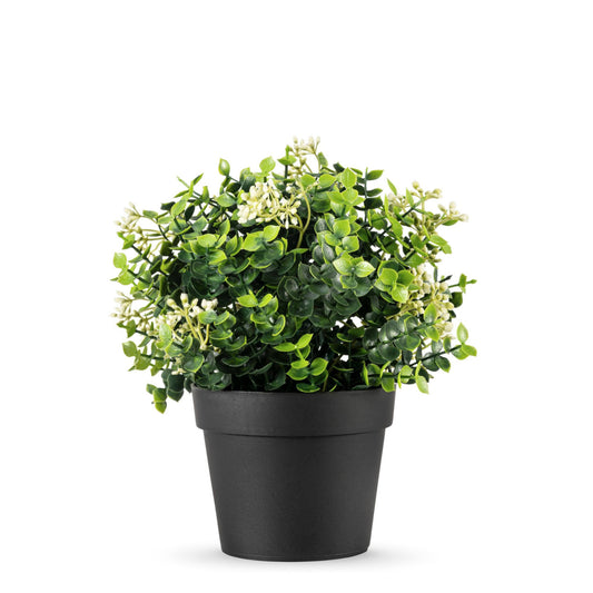 Potted Mixed Eucalyptus Plant 22cm