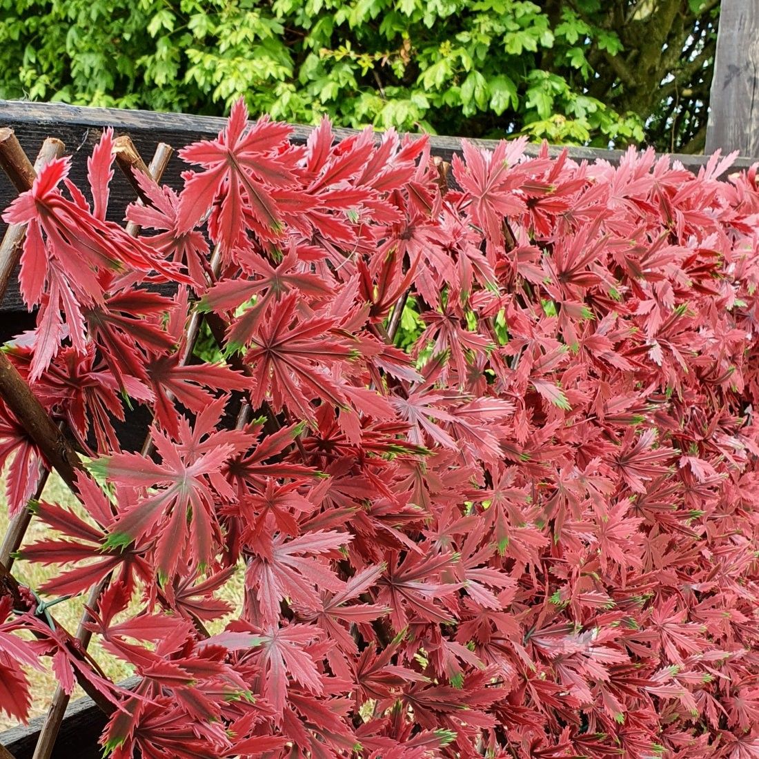 Premium Artificial Red Acer on Expanding Willow Trellis Close Up