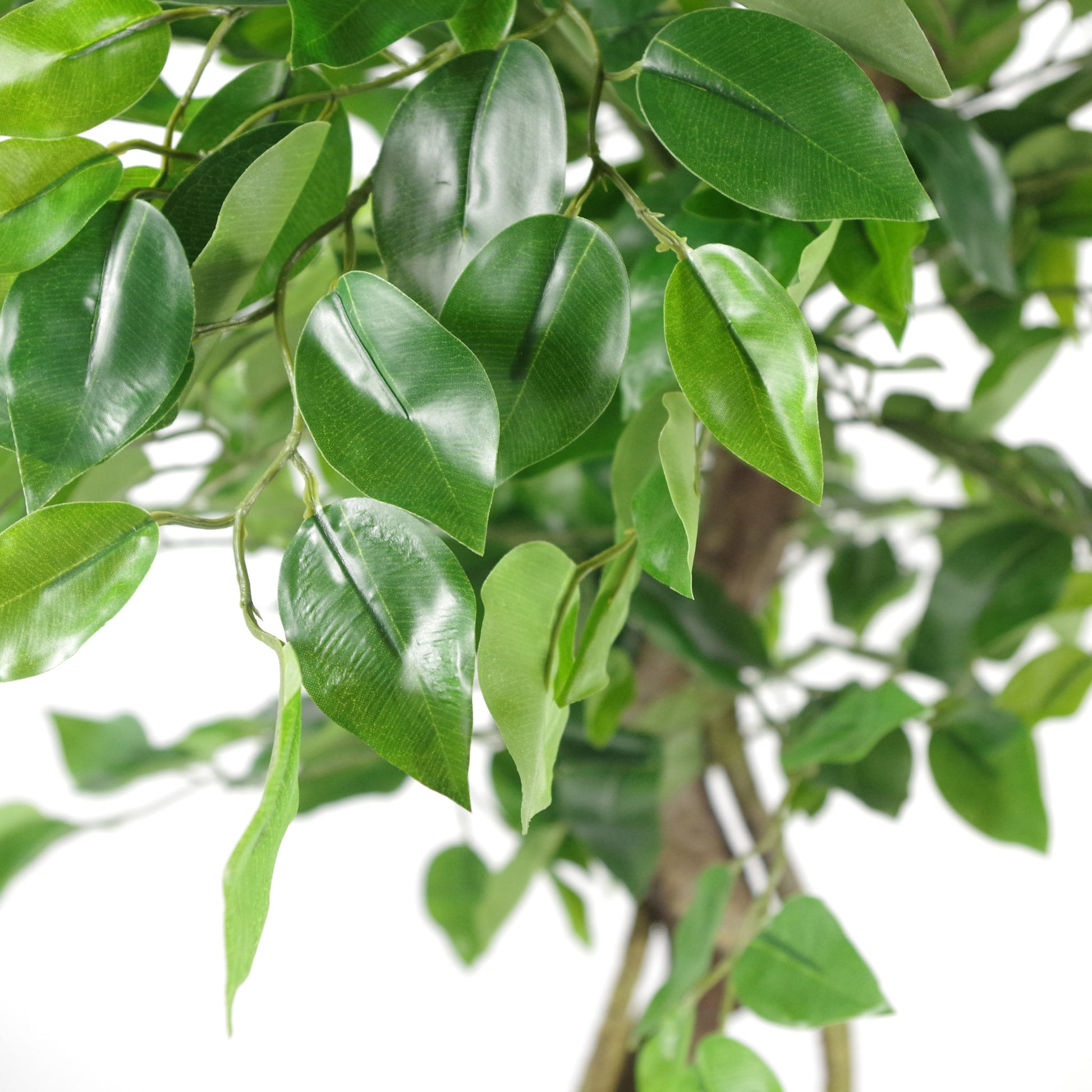 Artificial Japanese Fruticosa Tree Twisted Ficus Close Up