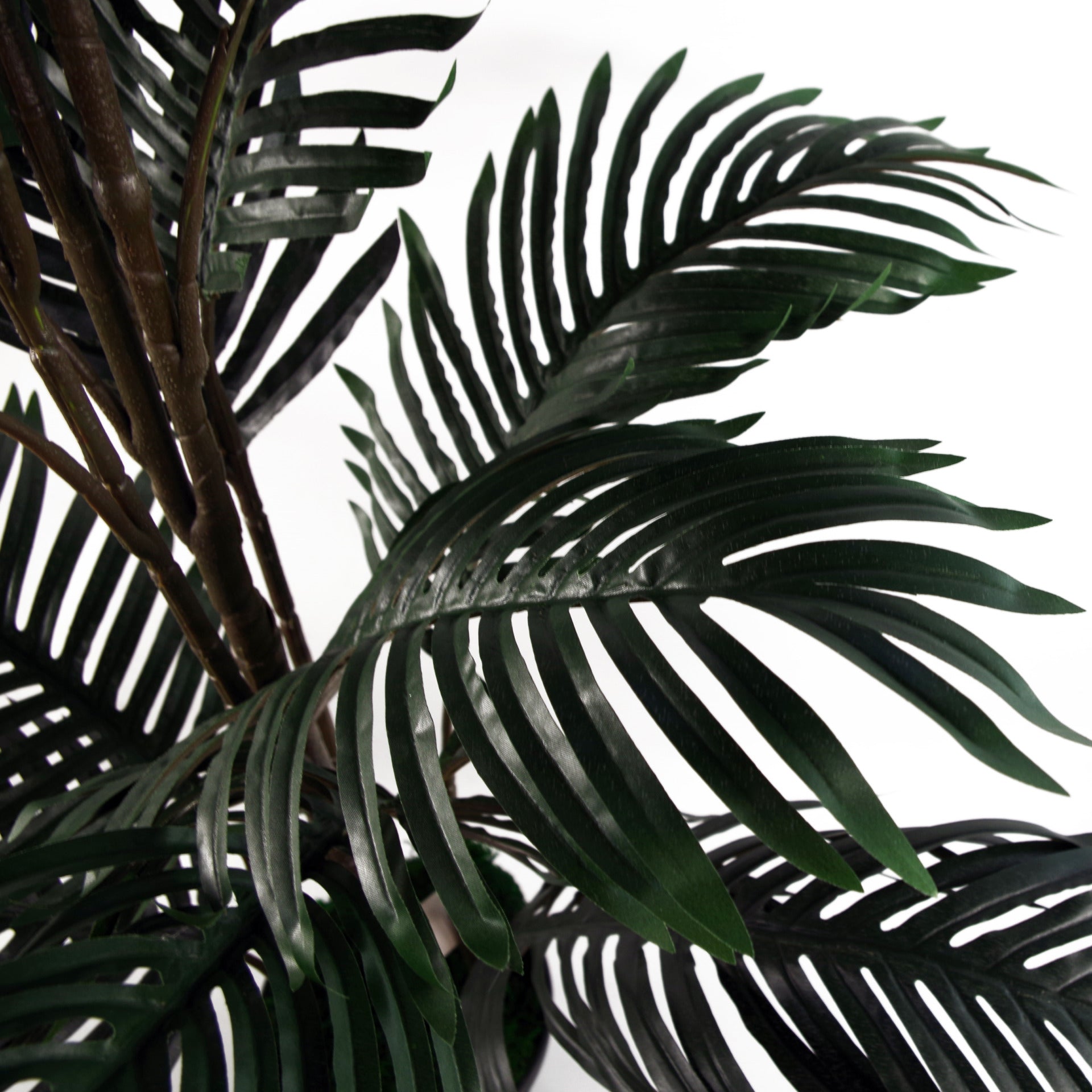 Large store palm tree